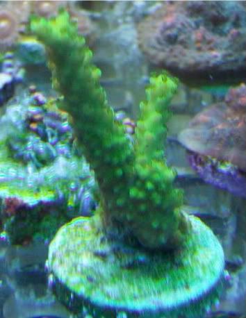 Picture030 2 - Sir Patricks small reef