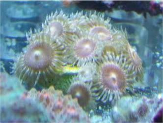 Picture033 1 - Some zoas for sale- and a couple others