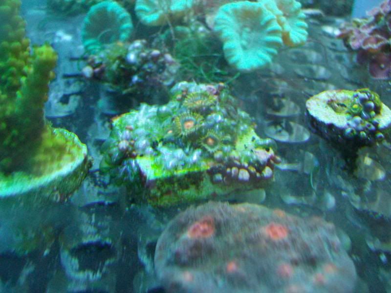 Picture034 1 - Sir Patricks small reef