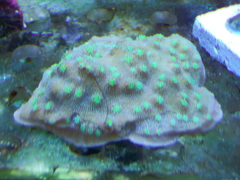 Picture046 - Some zoas for sale- and a couple others