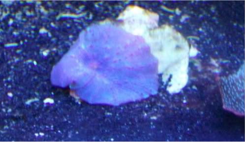 Picture049 - Sir Patricks small reef