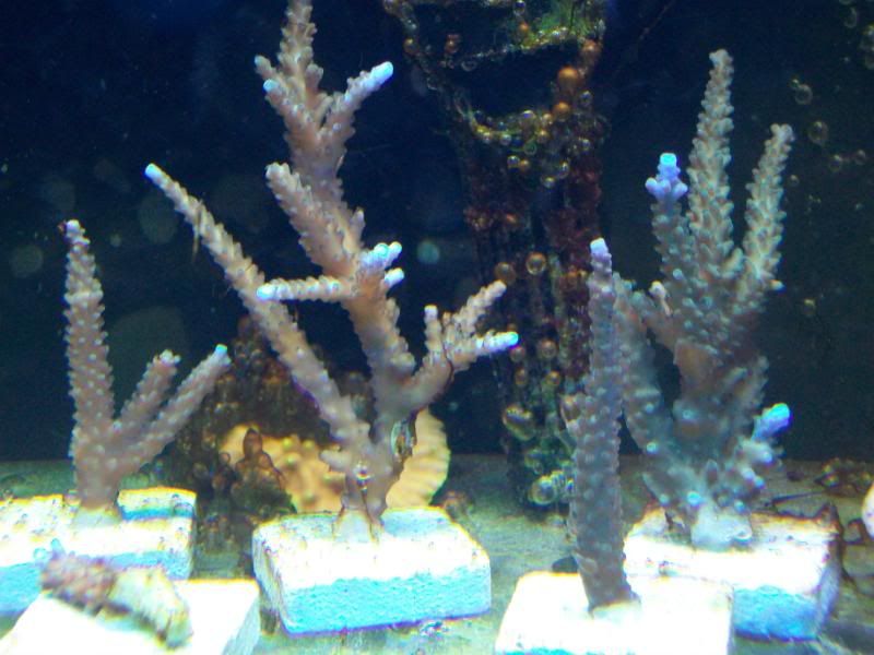 Picture051 - Sir Patricks small reef