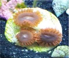 Picture057 1 - How Do You Keep Vibrant Colors in Your Pastel Polyps?