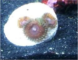 Picture062 1 - pretty cool morphism happened in my tank-