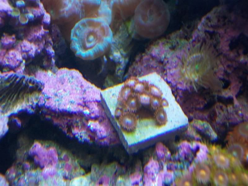 Picture083 - Some of my Z's and P's- by SirP
