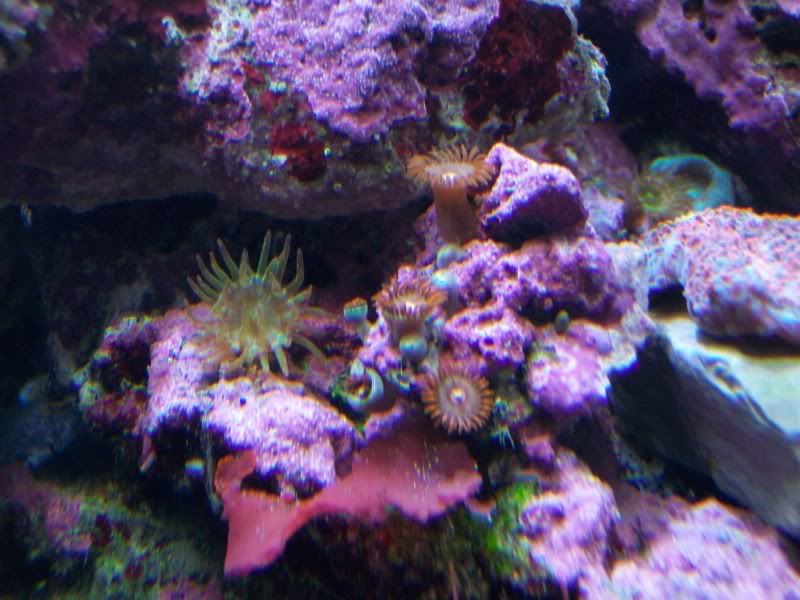 Picture086 - Some of my Z's and P's- by SirP