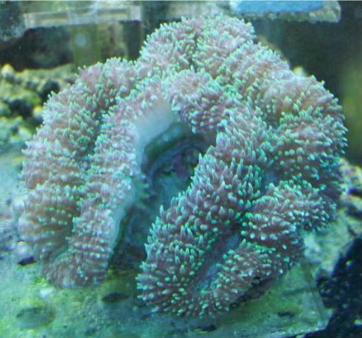 Picture121 - best placement for lobophyllia frag