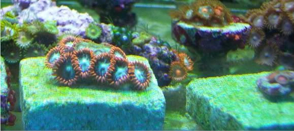 Picture127 - Some zoas for sale- and a couple others