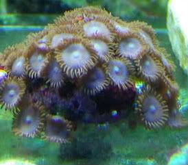 Picture128 1 - Some zoas for sale- and a couple others