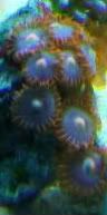Picture130 1 - Knowledgable Zoa/Paly People I'm Calling You OUT!