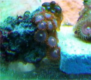 Picture130 - Some zoas for sale- and a couple others