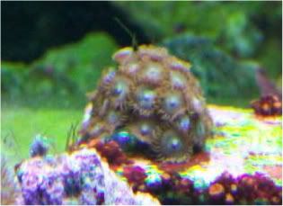Picture131 - Some zoas for sale- and a couple others