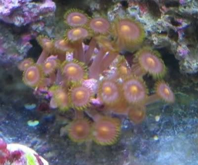 tankvideos007 1 - Best Placement for Zoanthids