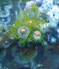 video001 1 1 - Some zoas for sale- and a couple others