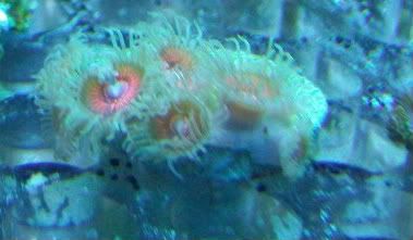 video002 - How Do You Keep Vibrant Colors in Your Pastel Polyps?