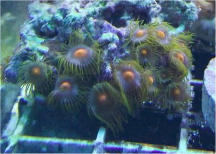 video007 - Some zoas for sale- and a couple others