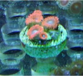 video018 - How Do You Keep Vibrant Colors in Your Pastel Polyps?