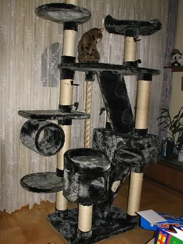 tn_IMG_6619.jpg