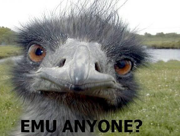 emu.jpg