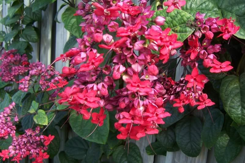 Clerodendron3.jpg