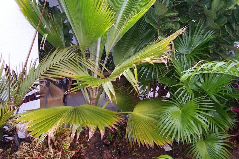 Palms-2.jpg