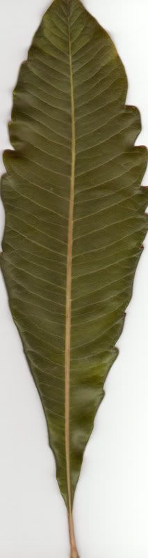 leaf.jpg