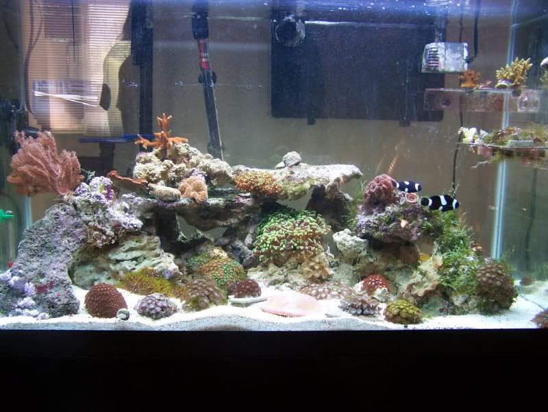 100 3617 - aperry2006's reef
