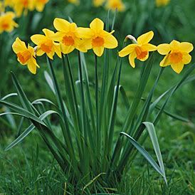 daffodils are my favorite flower Pictures, Images and Photos