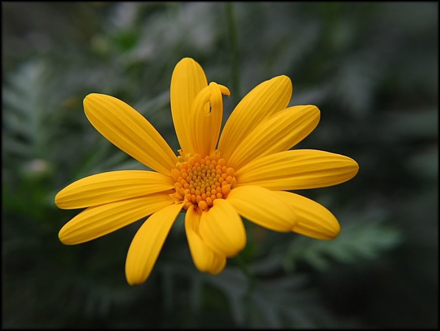 IMAGE: http://i33.photobucket.com/albums/d89/reeforbust/PICTURES/1-5.jpg