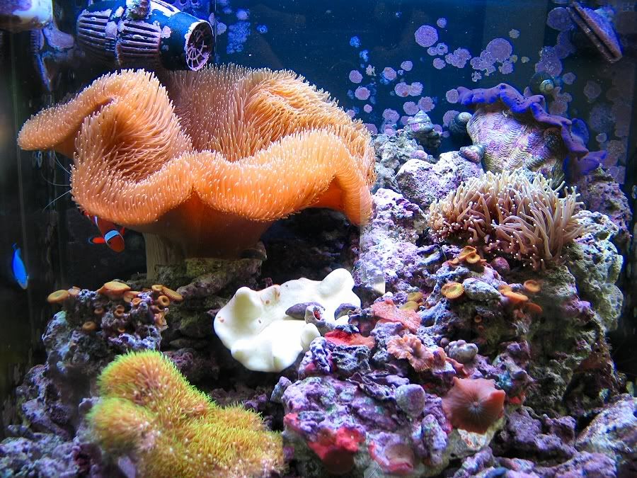 IMAGE: http://i33.photobucket.com/albums/d89/reeforbust/b-3.jpg