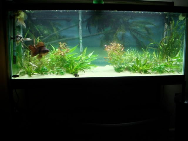 planted goldfish tank. newly planted goldfish tank