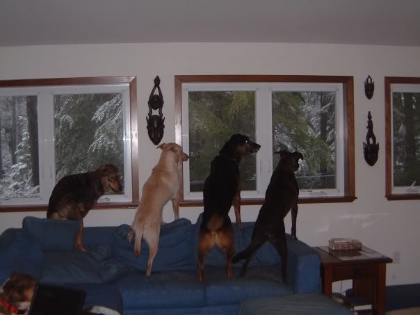 Window Dogs