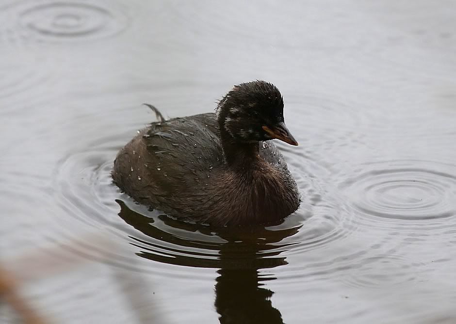 IMAGE: http://i33.photobucket.com/albums/d91/kawwauser/DPP_0004x.jpg