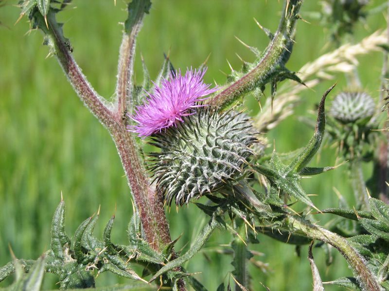 IMAGE: http://i33.photobucket.com/albums/d91/kawwauser/IMG_0050.jpg