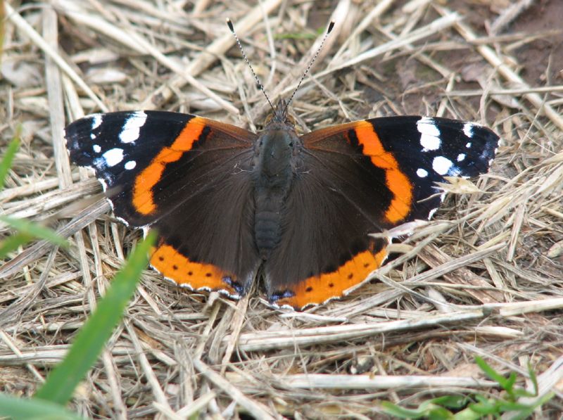 IMAGE: http://i33.photobucket.com/albums/d91/kawwauser/IMG_3514.jpg