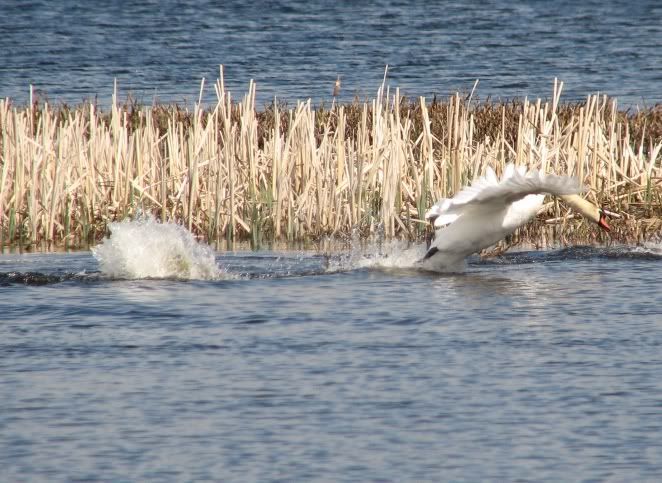 IMAGE: http://i33.photobucket.com/albums/d91/kawwauser/IMG_3753.jpg