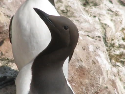 IMAGE: http://i33.photobucket.com/albums/d91/kawwauser/IMG_3989.jpg