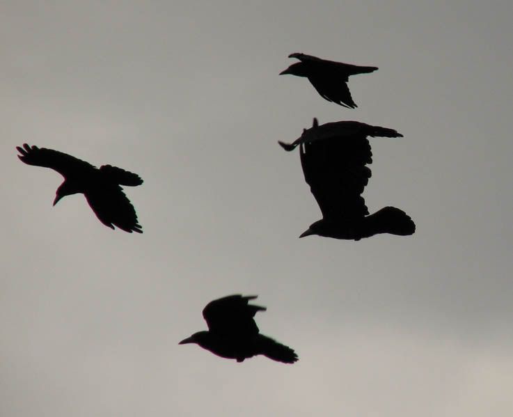 IMAGE: http://i33.photobucket.com/albums/d91/kawwauser/IMG_4308.jpg