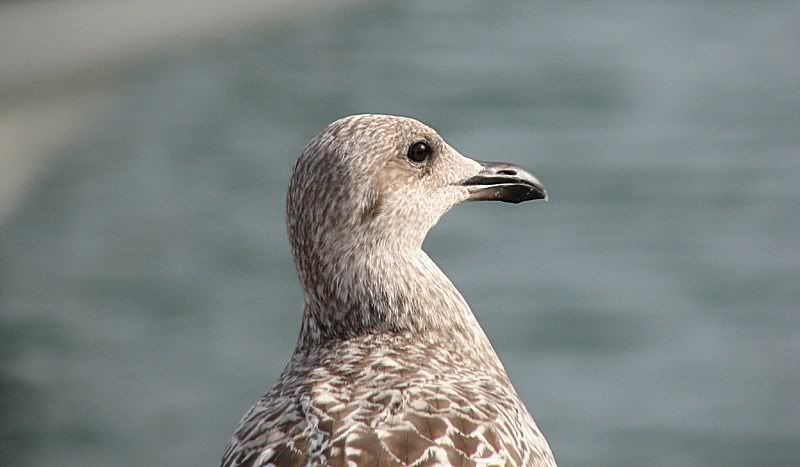 IMAGE: http://i33.photobucket.com/albums/d91/kawwauser/IMG_5080bb.jpg