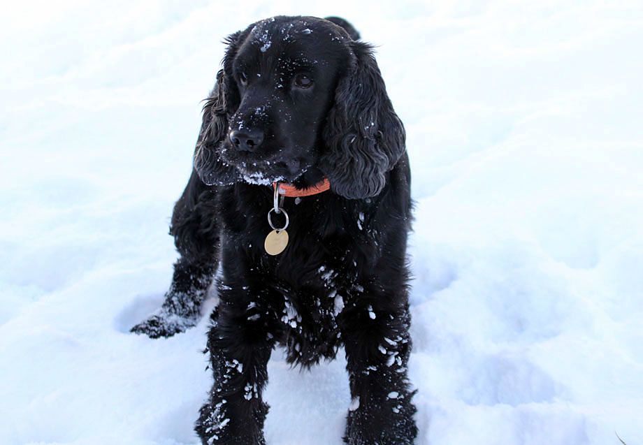 IMAGE: http://i33.photobucket.com/albums/d91/kawwauser/IMG_5641_zps736998a8.jpg