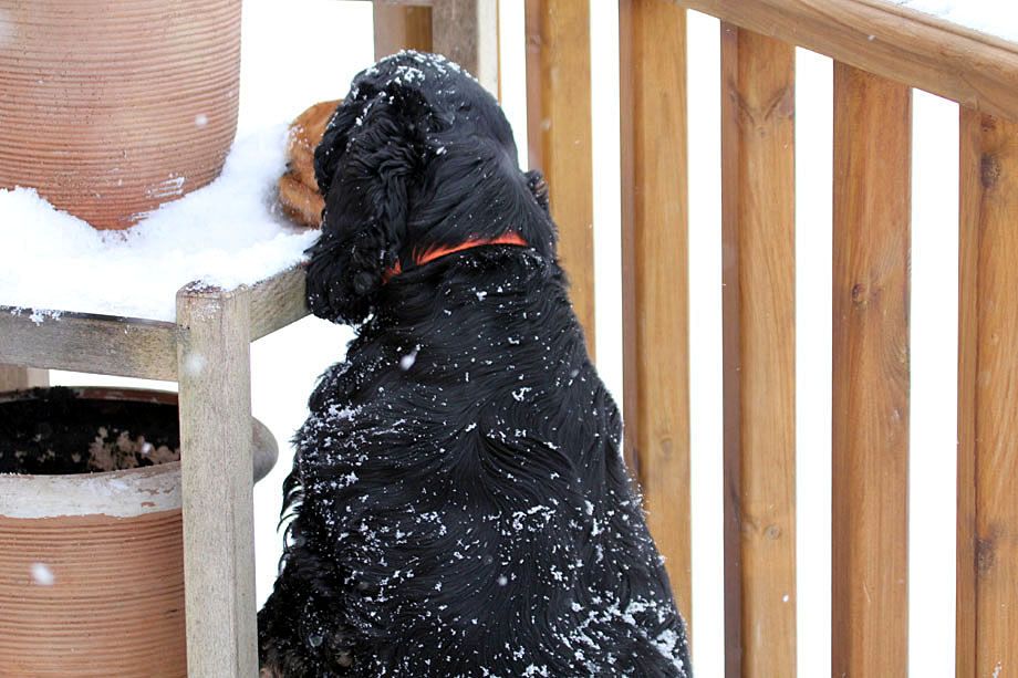 IMAGE: http://i33.photobucket.com/albums/d91/kawwauser/IMG_5667_zpsb67917bb.jpg