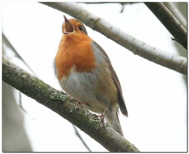 IMAGE: http://i33.photobucket.com/albums/d91/kawwauser/IMG_9138b-1.jpg