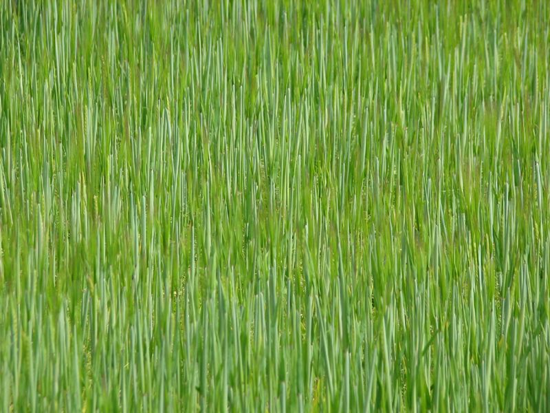 IMAGE: http://i33.photobucket.com/albums/d91/kawwauser/IMG_9864.jpg