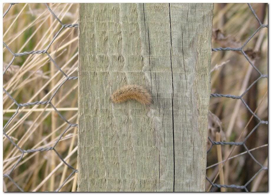 IMAGE: http://i33.photobucket.com/albums/d91/kawwauser/Picture037b.jpg