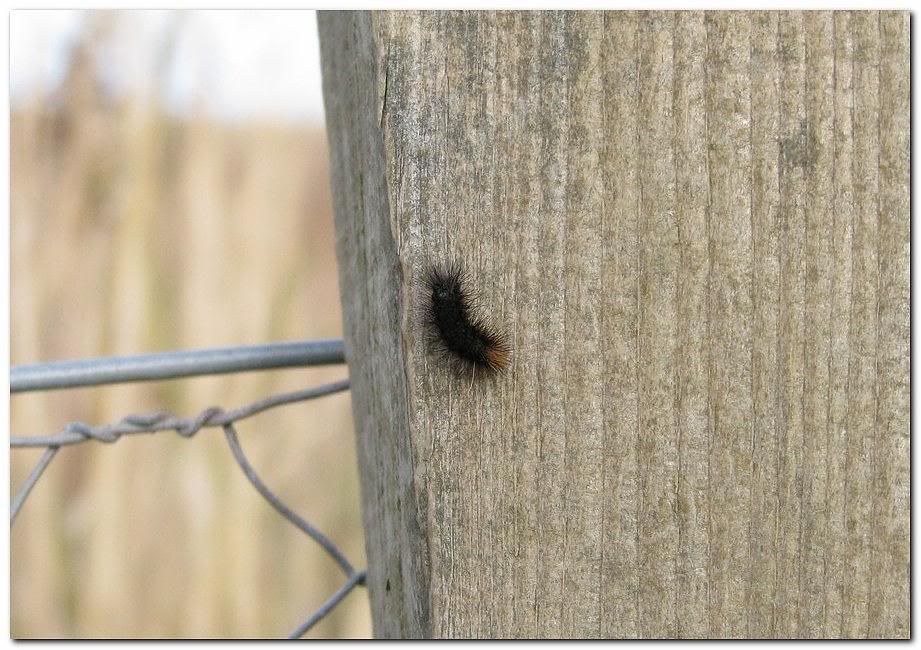 IMAGE: http://i33.photobucket.com/albums/d91/kawwauser/Picture041b.jpg