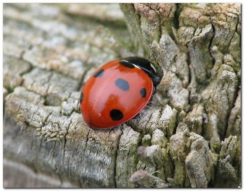 IMAGE: http://i33.photobucket.com/albums/d91/kawwauser/Picture096b.jpg