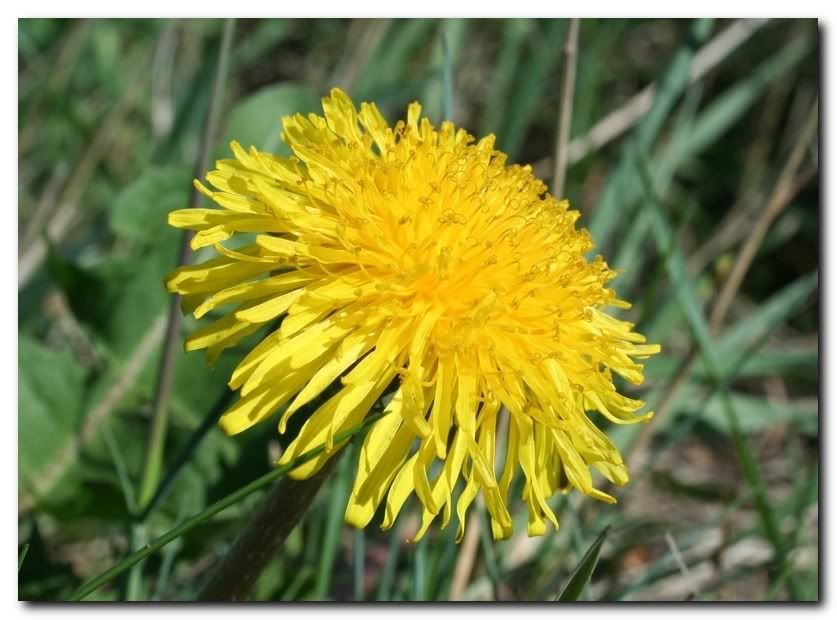 IMAGE: http://i33.photobucket.com/albums/d91/kawwauser/Picture724.jpg