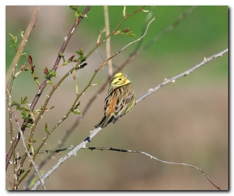 IMAGE: http://i33.photobucket.com/albums/d91/kawwauser/Picture861.jpg