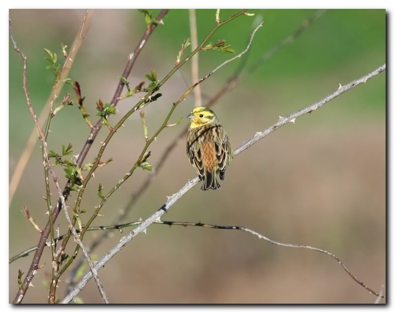 IMAGE: http://i33.photobucket.com/albums/d91/kawwauser/Picture865.jpg