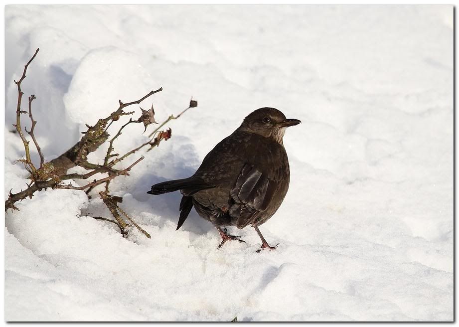 IMAGE: http://i33.photobucket.com/albums/d91/kawwauser/bbirdb.jpg